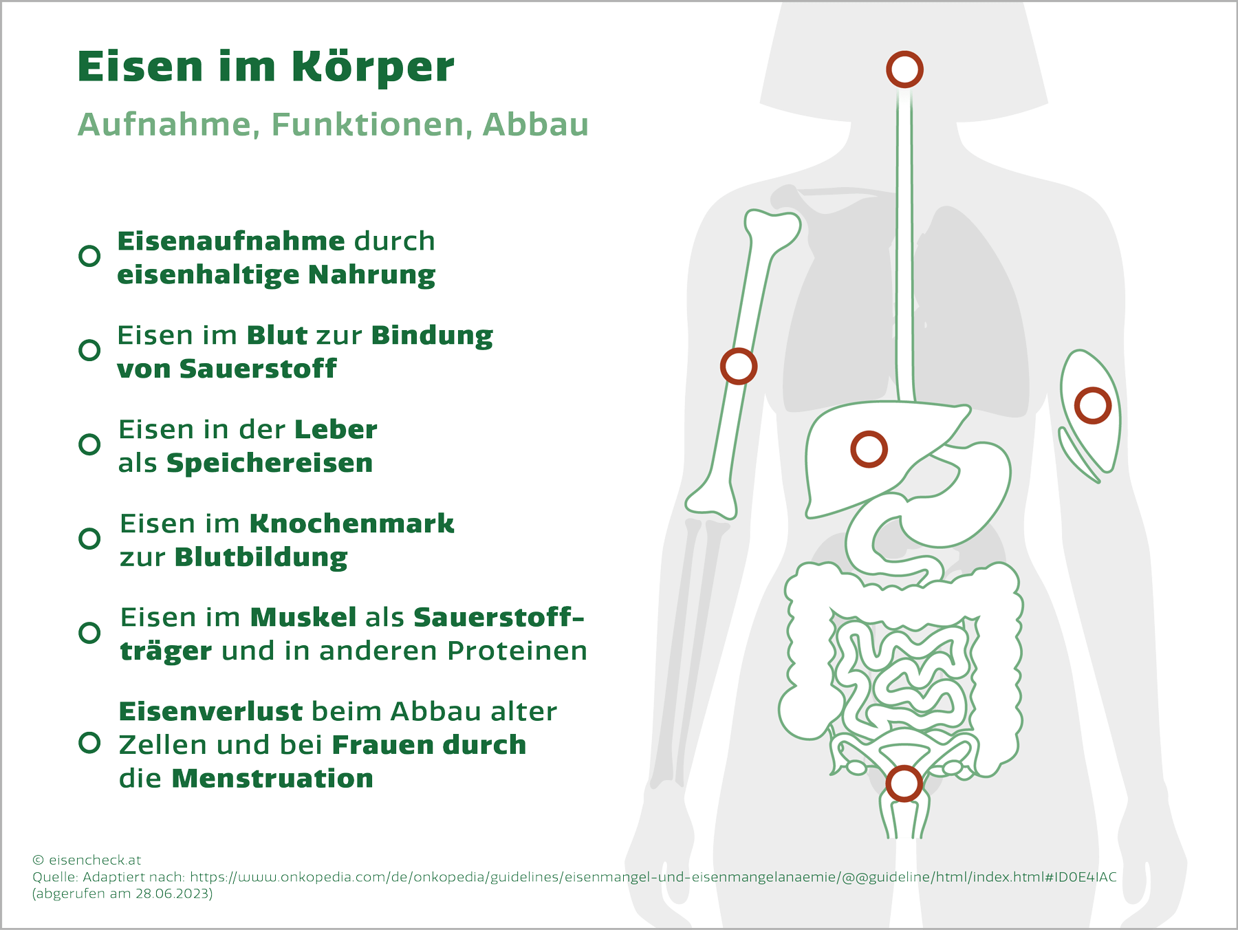 Eisenmangel Eisen im Körper: Aufnahme, Funktion, Abbau